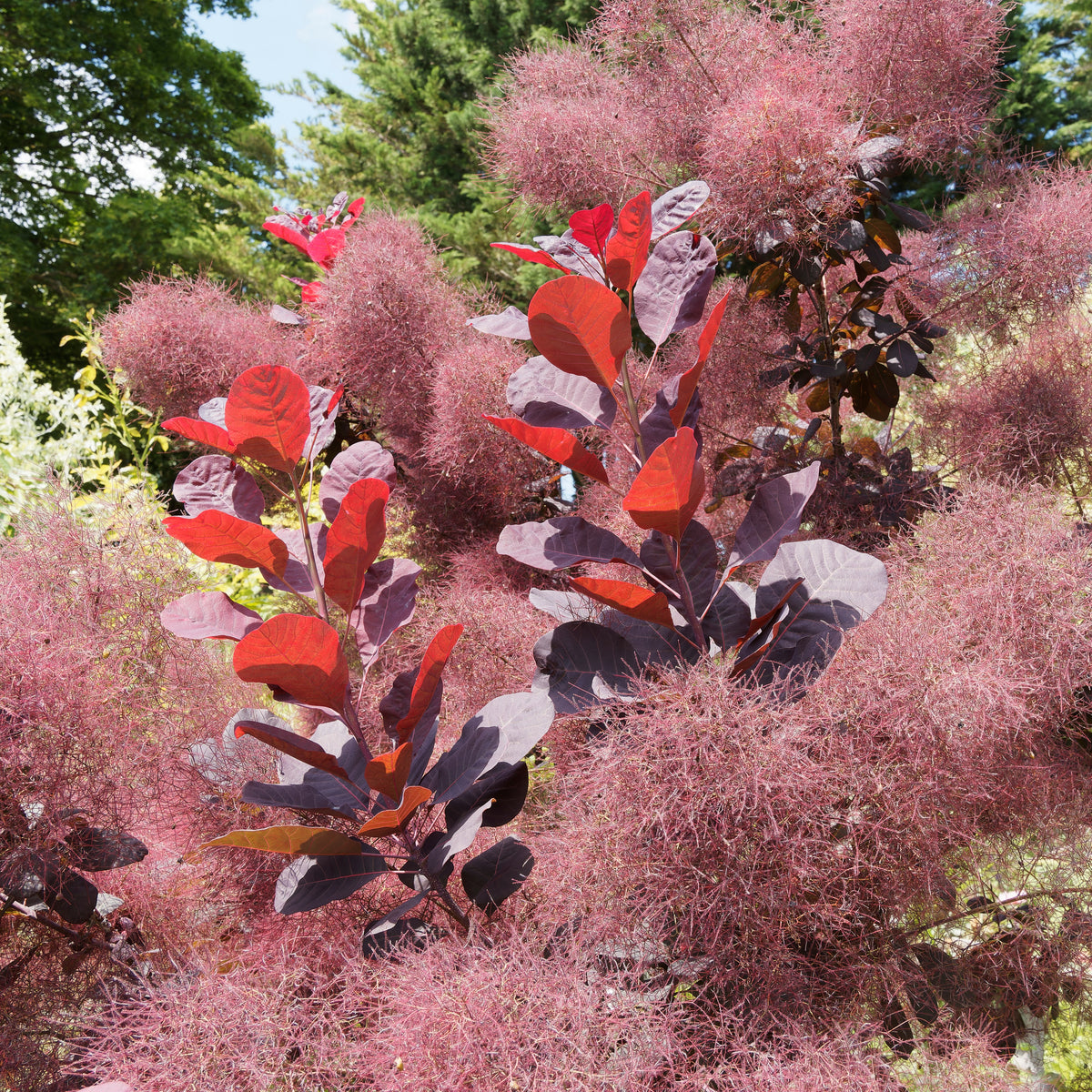 Arbre à perruque Royal Purple, Cotinus - Pot de 3L - 40/60 cm Arbre à perruque Royal Purple, Cotinus - Pot de 3L - 40/60 cm