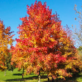 Copalme d'Amérique - Liquidambar - Willemse