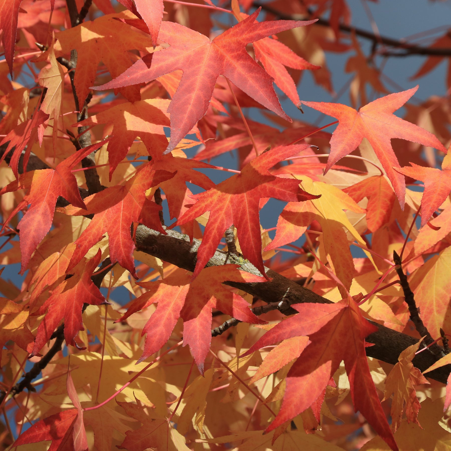 Liquidambar styraciflua - Copalme d'Amérique - Liquidambar - Copalme - Liquidambar