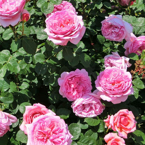 Rosa her's ausgreen ® (ausblush) - Rosier anglais Her's Ausgreen ® - Rosiers arbustifs