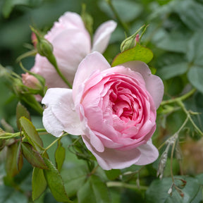 Vente Rosier anglais Her's Ausgreen ® - Rosa her's ausgreen ® (ausblush)