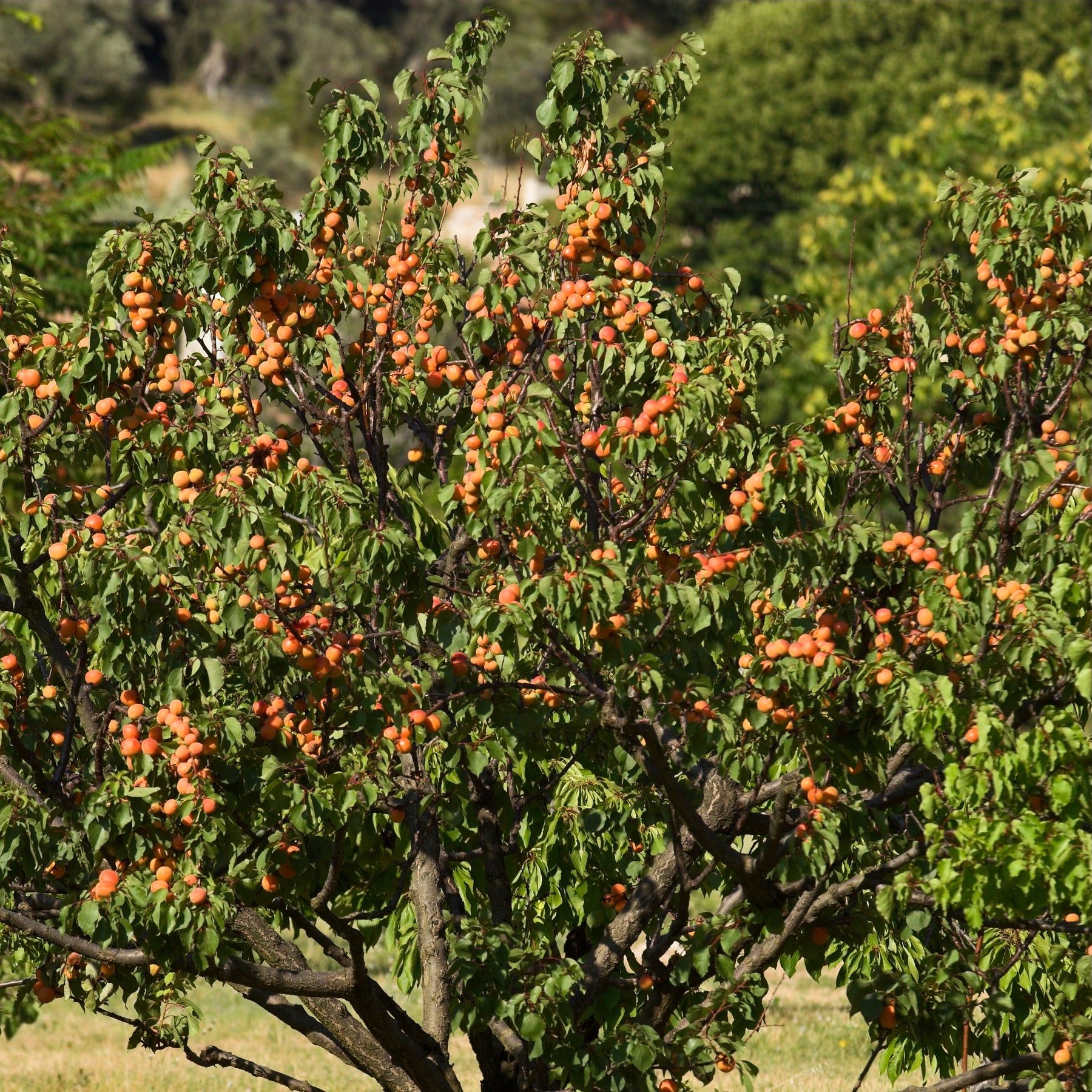Abricotier Bergeron - Prunus armeniaca Bergeron - Abricotier