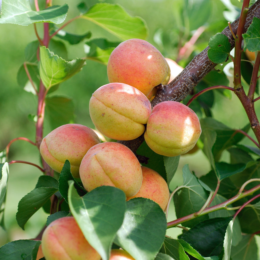 Abricotier Bergeron (Prunus armeniaca Bergeron)