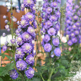 Delphinium Highlander® Bolero - Willemse