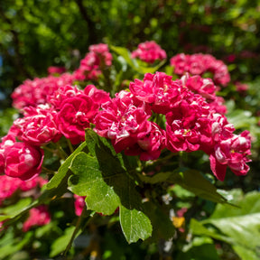 Crataegus laevigata paul's scarlet - Aubépine rouge - Aubépine - Crataegus
