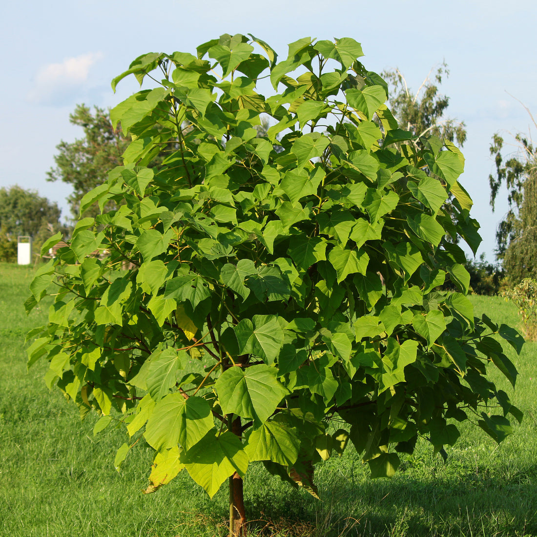 L Arbre Imp rial Paulownia Paulownia Tomentosa l-arbre-imp-rial-paulownia-paulownia-tomentosa