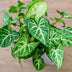 Patte-d'oie, Syngonium 'Wendlandii', Hauteur 20cm Patte-d'oie, Syngonium 'Wendlandii', Hauteur 20cm