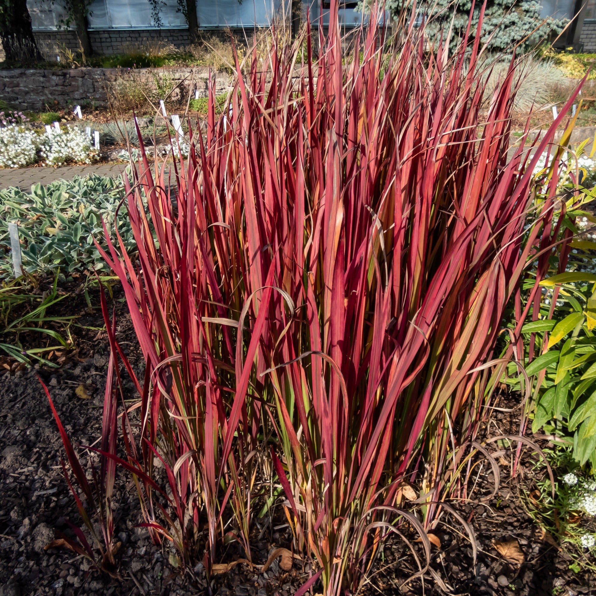 Découvrez différents types de graminées pour votre jardin