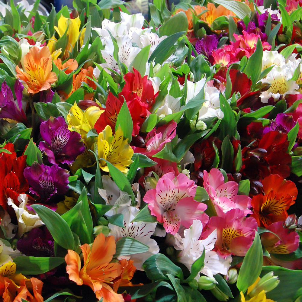 Alstroemère - Alstroemeria | Achat, Vente en ligne - Willemse