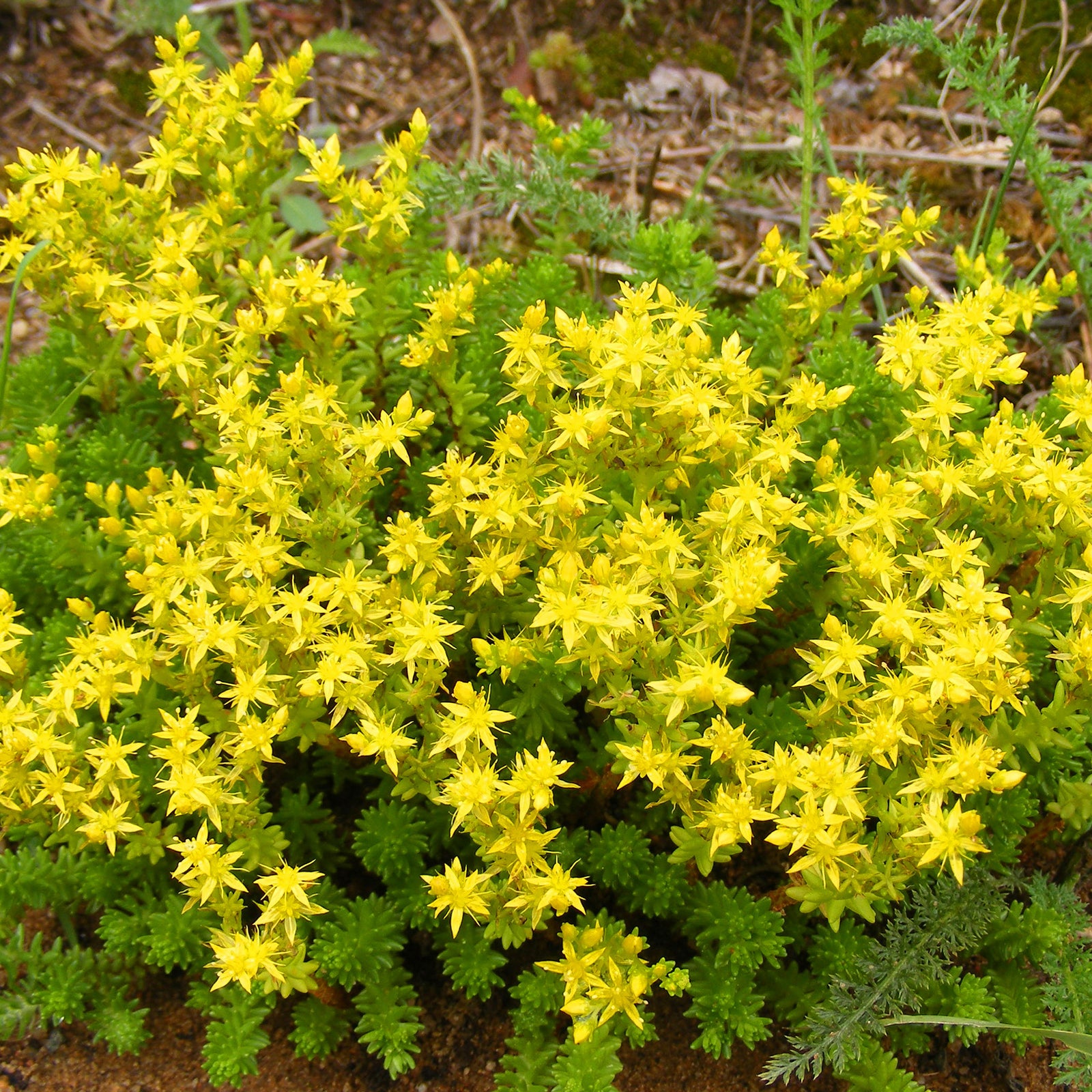 Fleur Rampante Collection de 15 plantes vivaces rampantes - 2 m² - Saponaria ocymoides ...