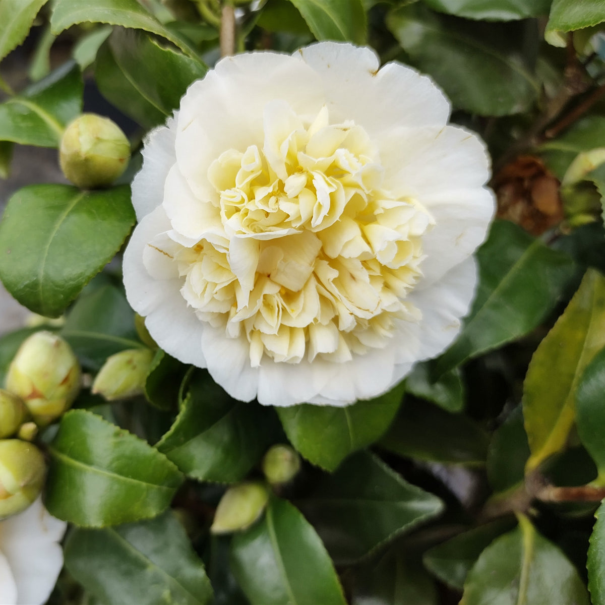 Camélia du Japon à fleurs doubles blanche