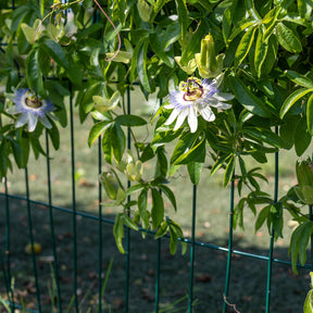 Passiflore bleue - Passiflora caerulea