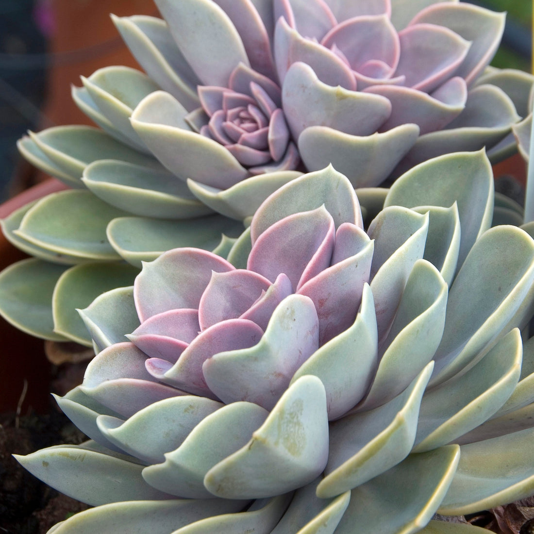 Coussin de bellemère Cactus Echinocactus grusonii — free download