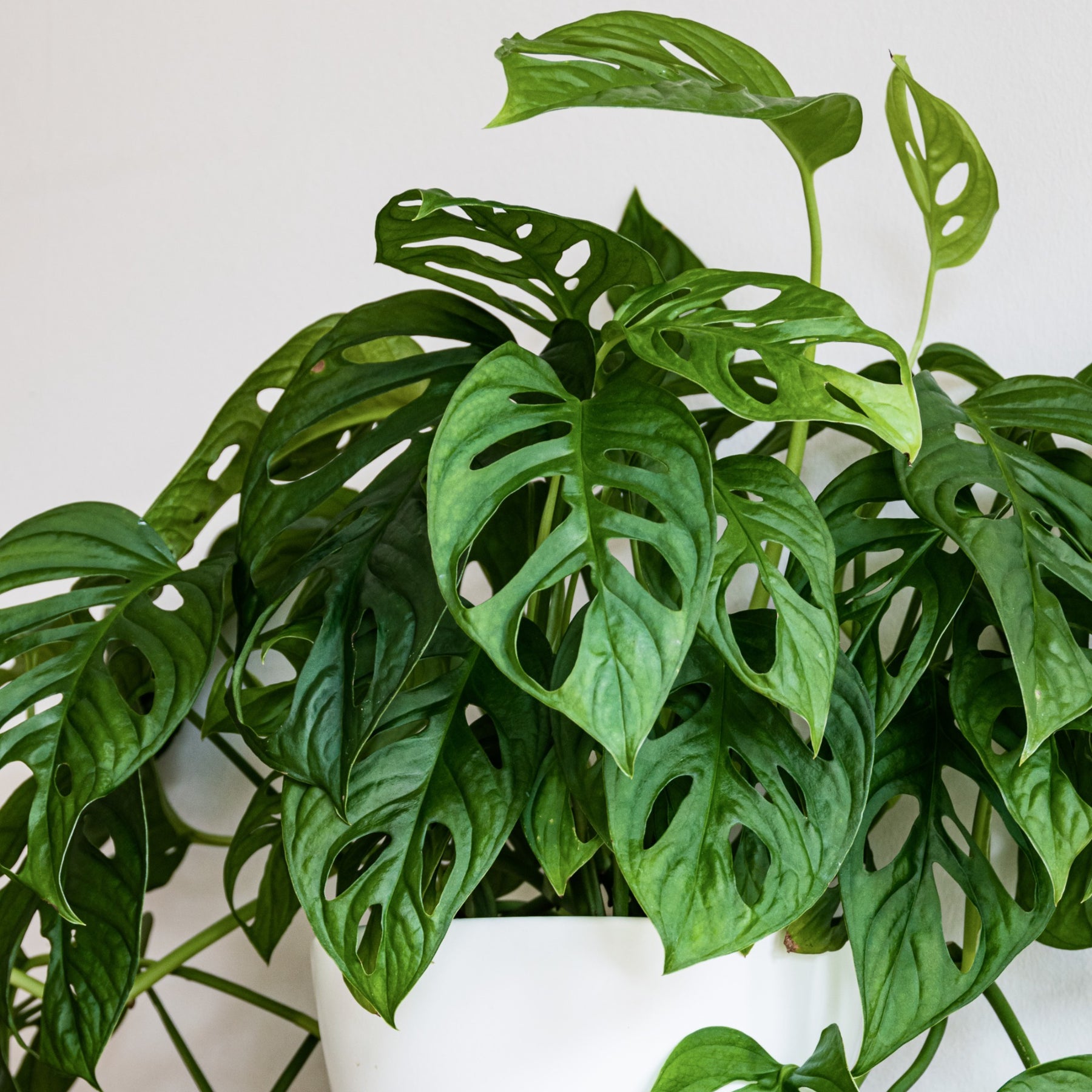 monkey mask philodendron Le pot / Ø 12cm / Hauteur livrée environ 20cm