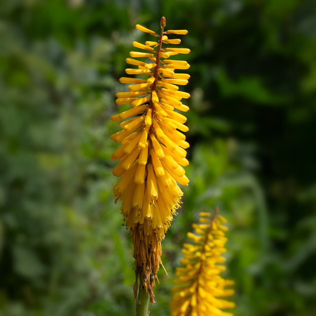 3 Tritomas jaunes - Kniphofia Sunningdale Gold - Willemse