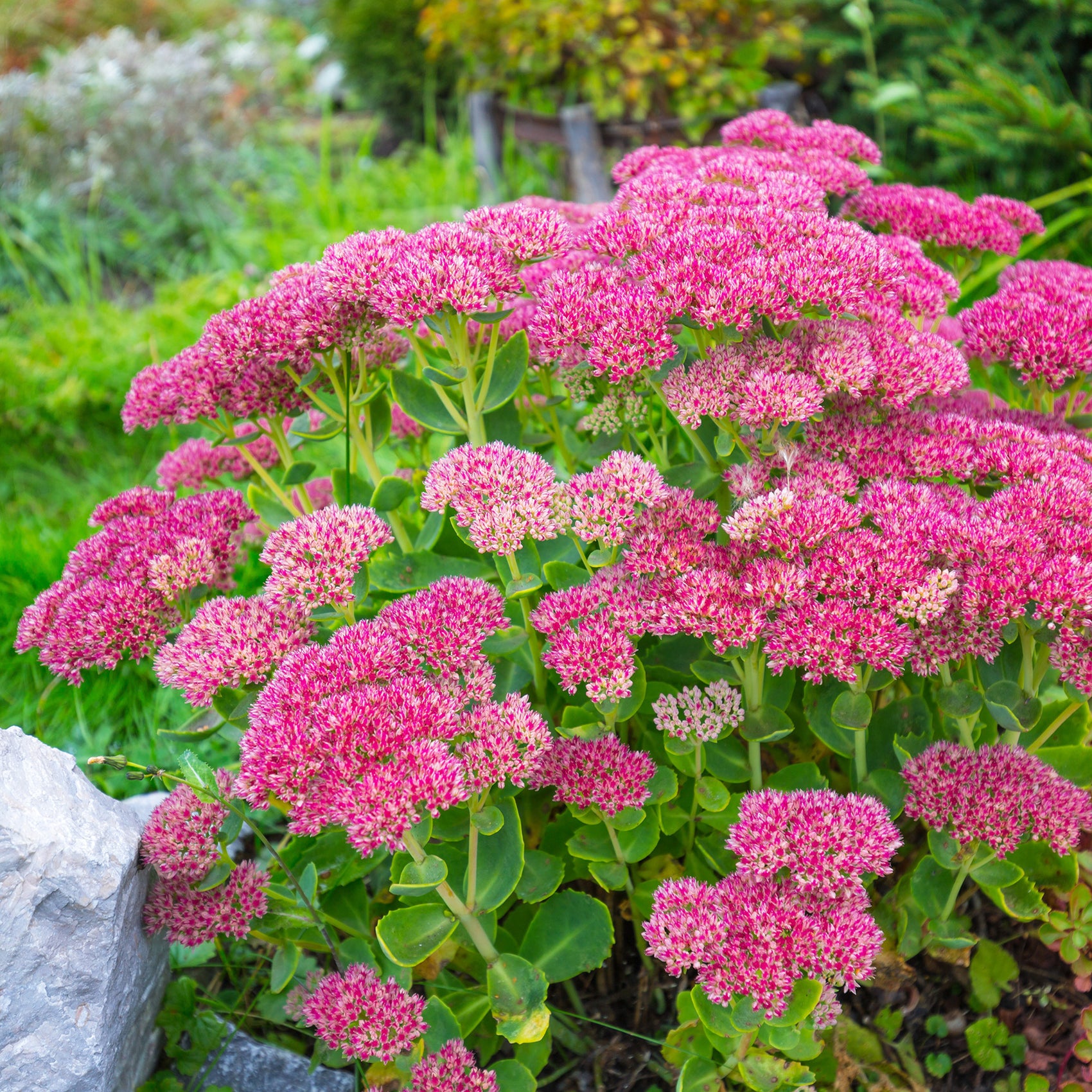 Sedum spectabile - Orpin d'automne - Sedum spectabile