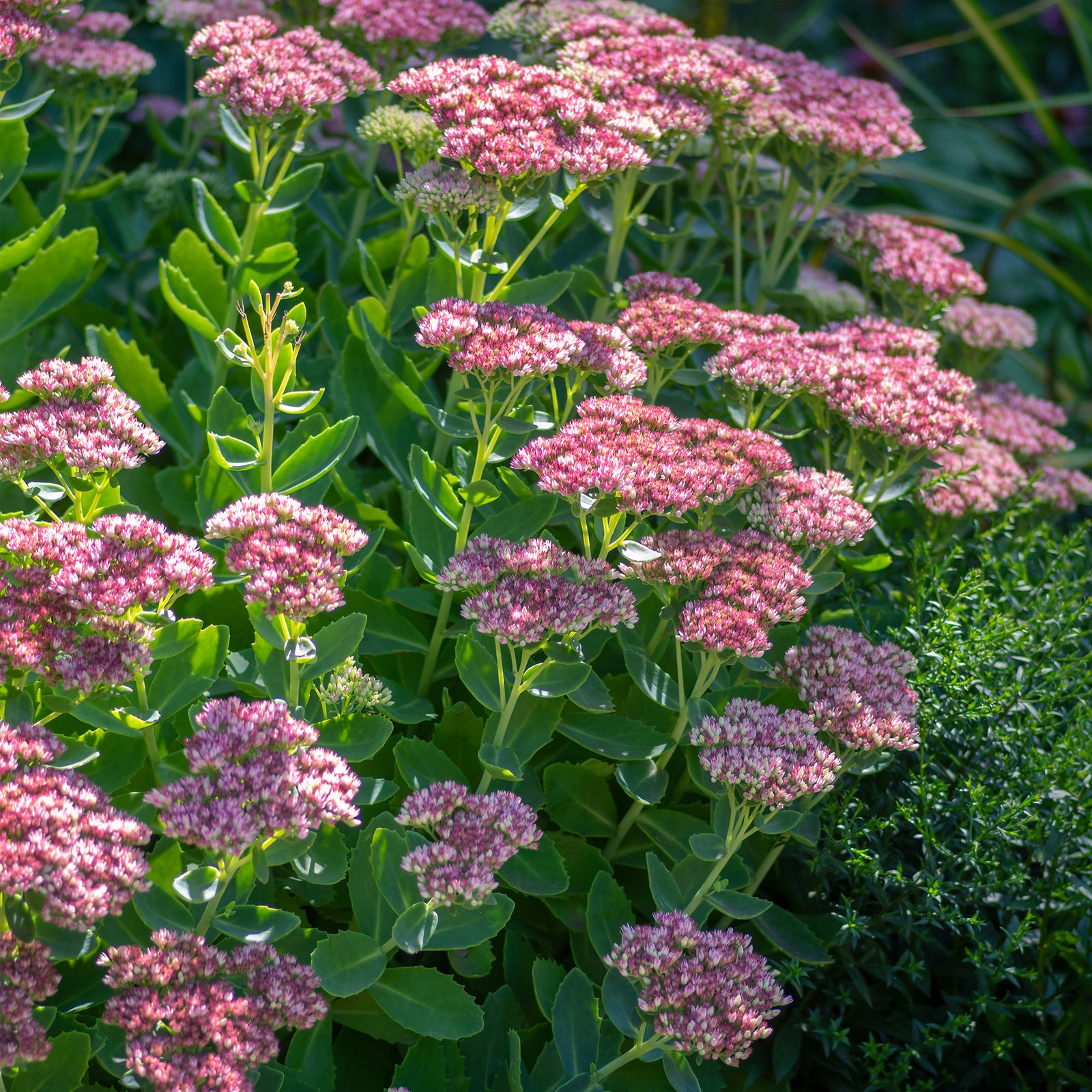 Sedum spectabile - Orpin d'automne - Sedum spectabile