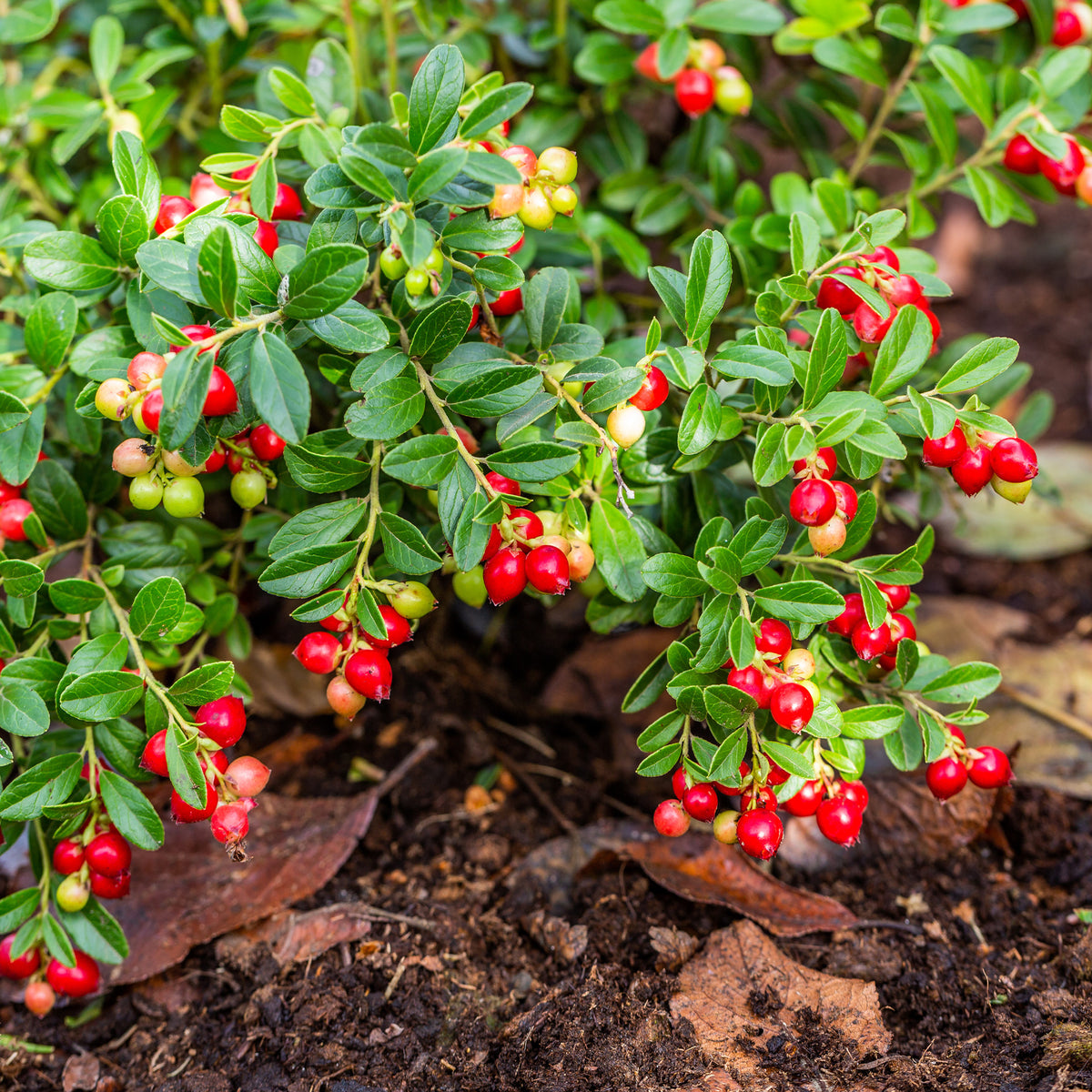 Canneberge - Cranberry - Willemse