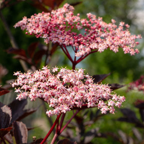 Sambucus nigra Thundercloud - Sureau noir Thundercloud - Sureau