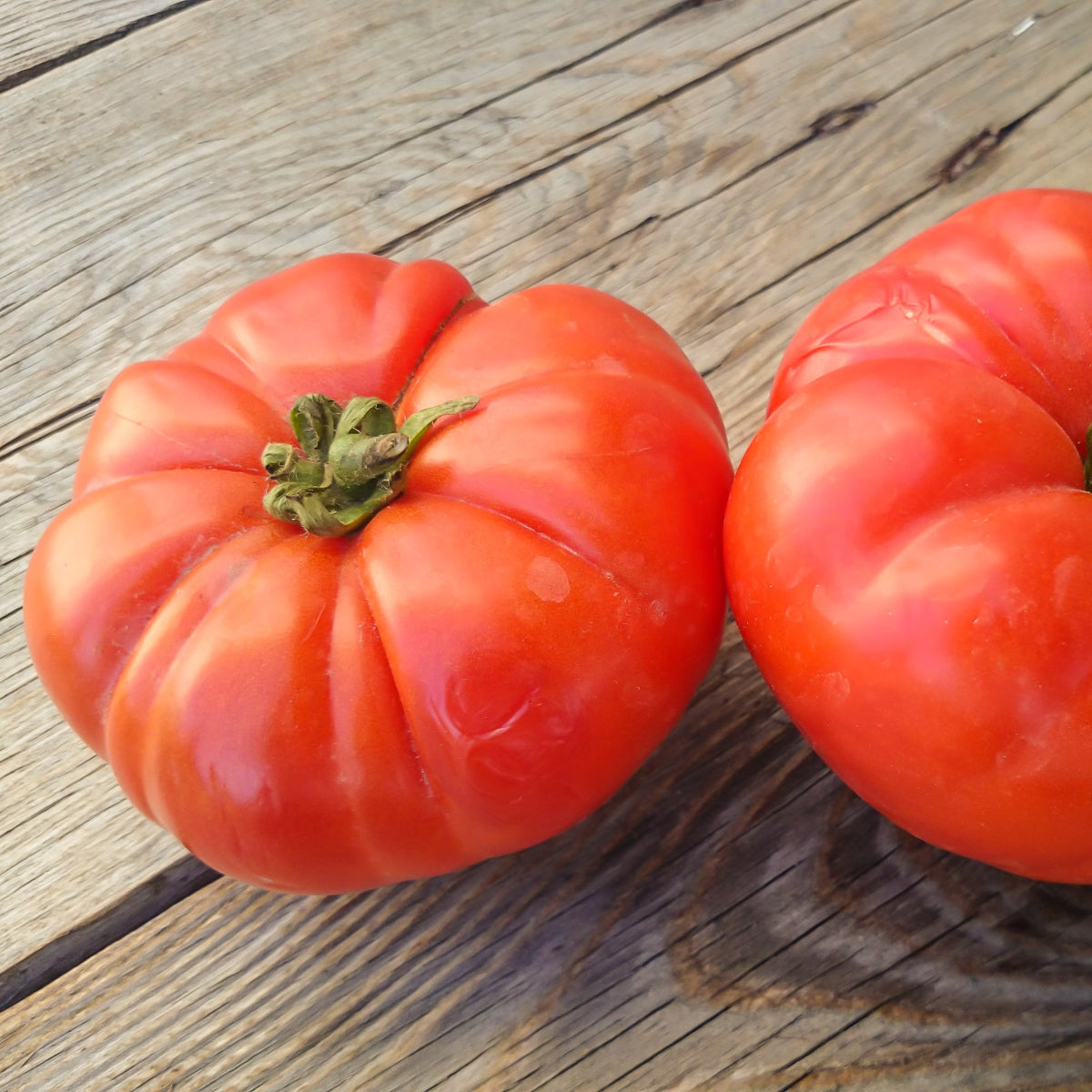 Tomate à très gros fruits Marmande