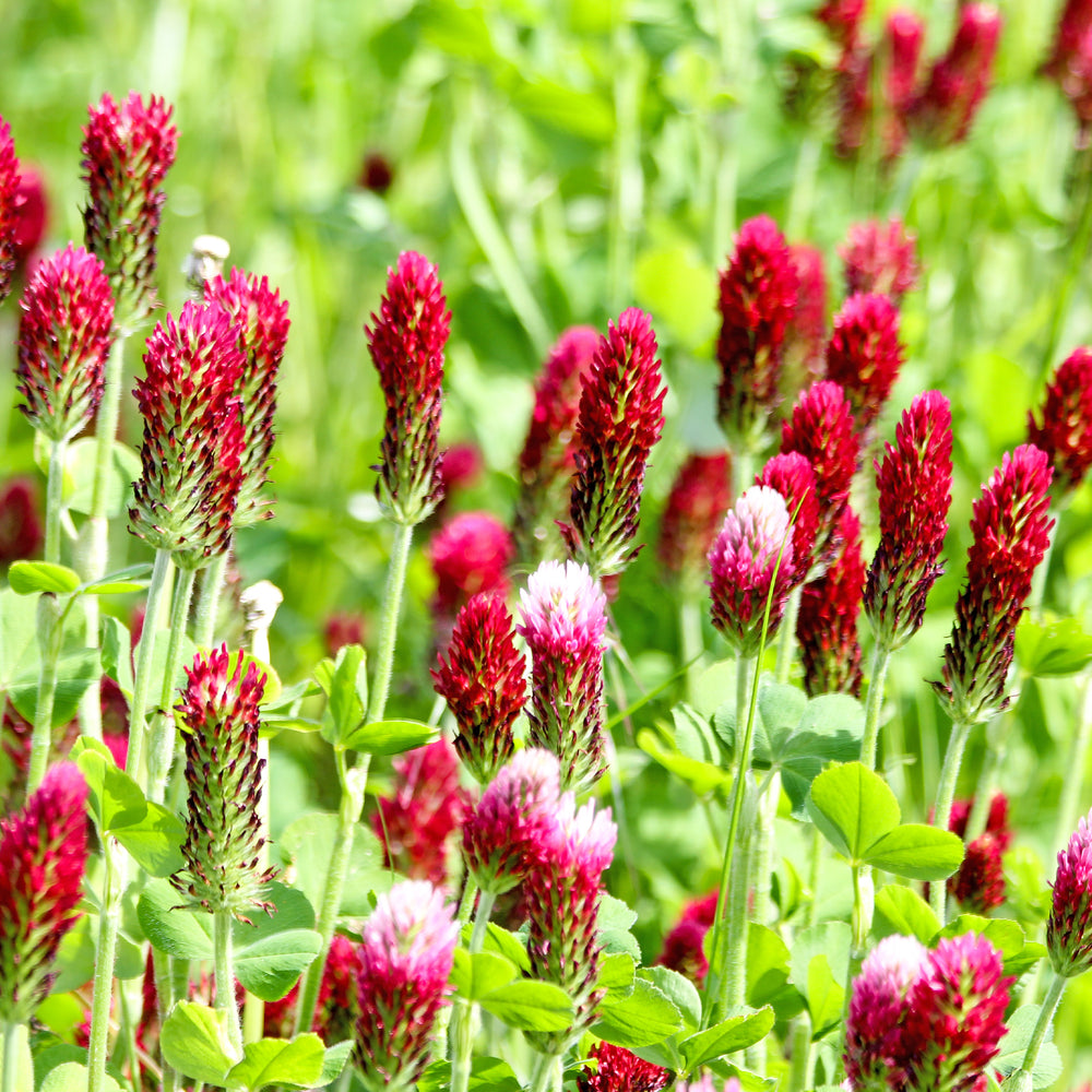 Graines Trèfle blanc nain - Trifolium repens