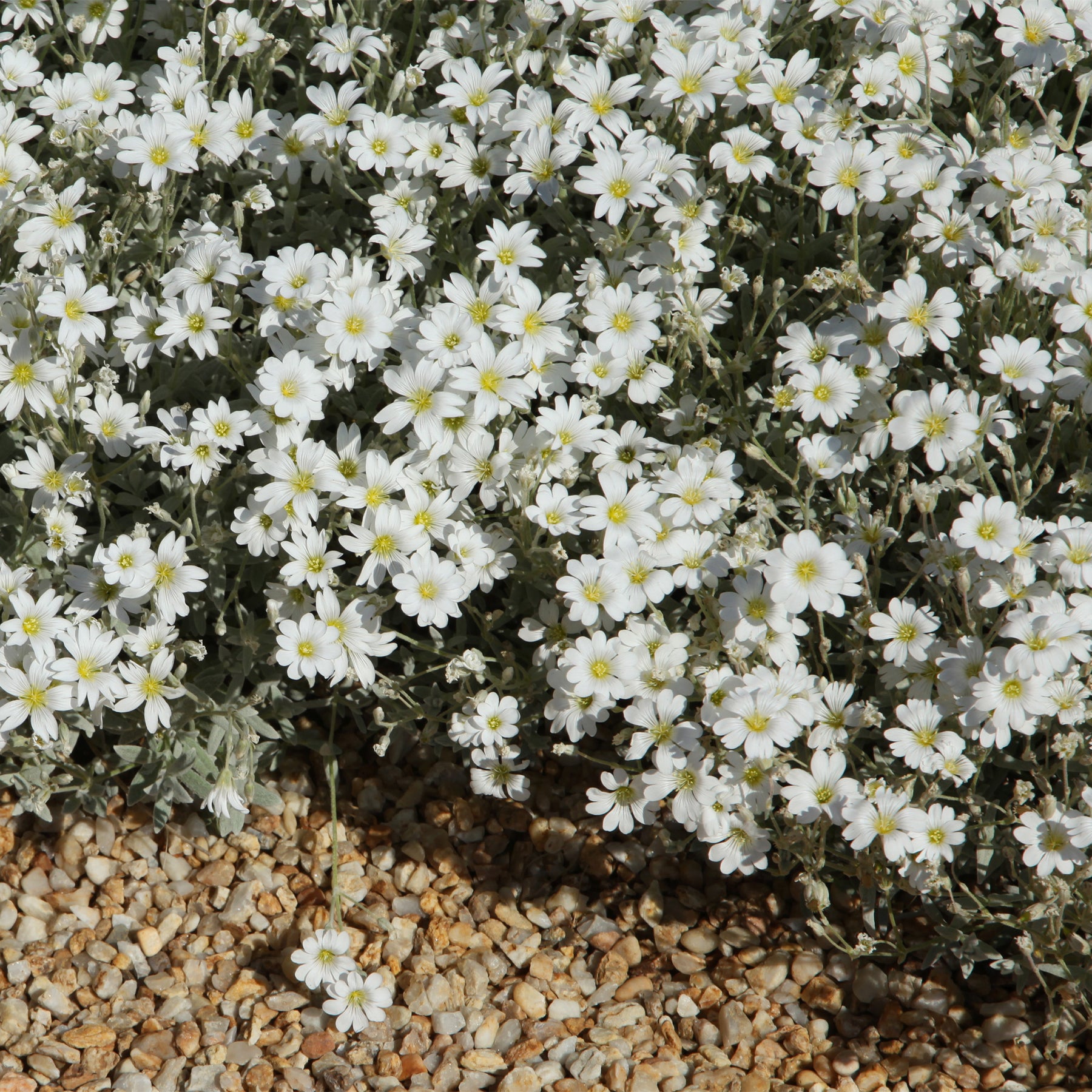 Collection de 13 plantes vivaces rampantes et tapissantes - Saponaria ocymoïdes, Cerastium tomentosum, Campanula poscharskyana - Plantes vivaces