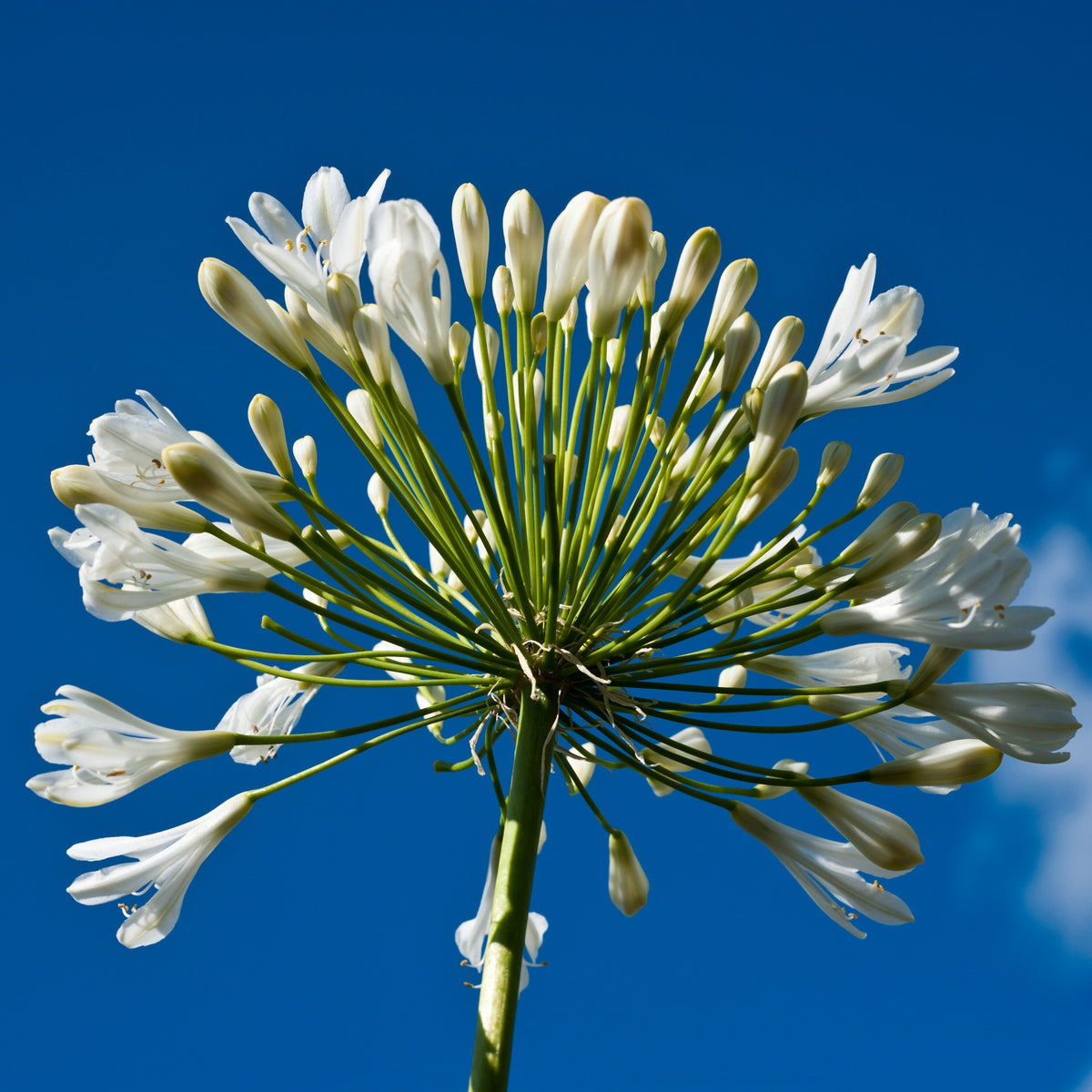 Collection de plantes vivaces à fleurs blanches - Agapanthus, cerastium tomentosum, gaura lindheimeri, geranium pratens - Plantes