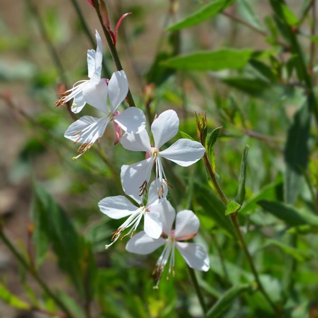 Collection de plantes vivaces à fleurs blanches - Agapanthus, cerastium tomentosum, gaura lindheimeri, geranium pratens
