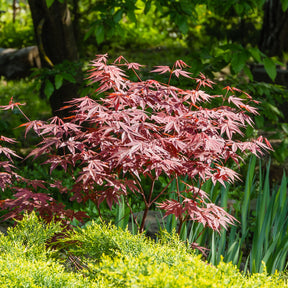 Collection de 3 arbustes pour terrasse et jardin japonais - Camellia japonica, Arundinaria murielae, Acer palmatum Atropurpureum - Collections d'arbustes