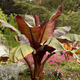 Bananier rouge d'Abyssinie - Willemse