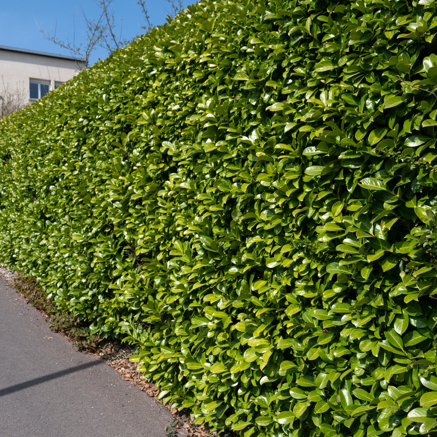 Laurier cerise - Willemse