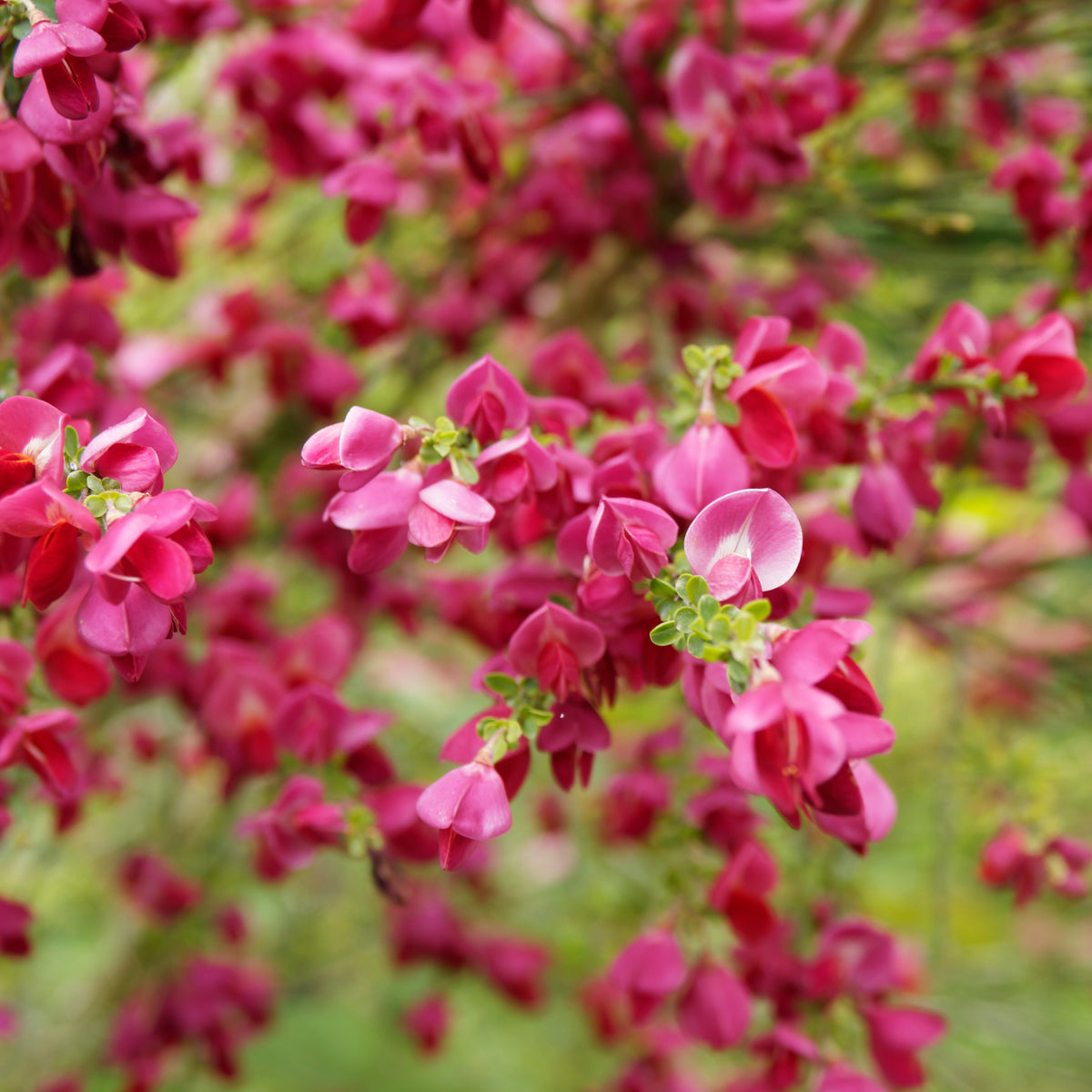 Genêt rouge - Cytisus praecox Boskoop Ruby - Willemse