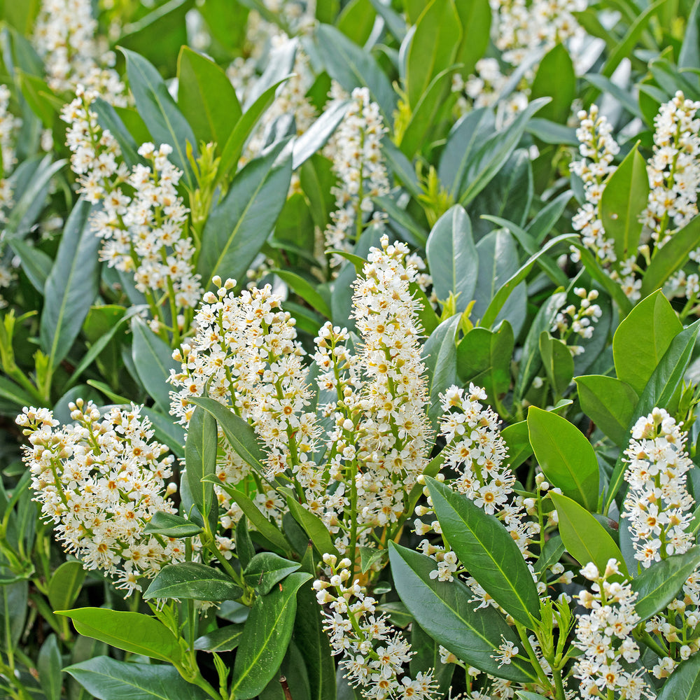 Collection Haie persistante 4 arbustes Eleagnus pungens Maculata