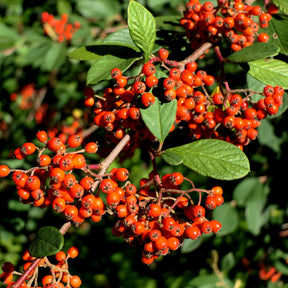 Vente Cotoneaster Lacteus - Cotoneaster lacteus