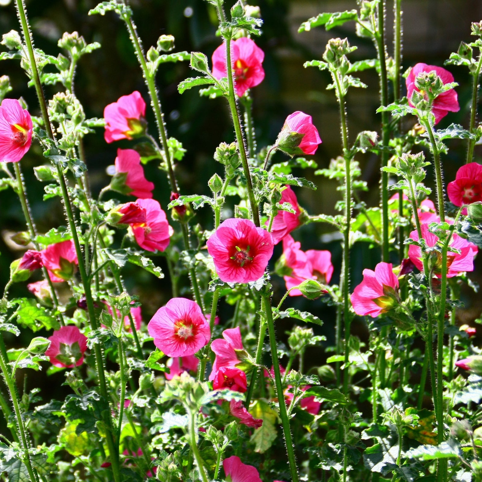 Mauve du Cap El Rayo