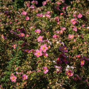 Potentille Bellissima - Potentilla fruticosa Bellissima - Willemse