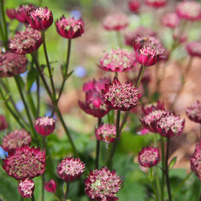 Grande astrance Moulin Rouge - Astrantia major Moulin Rouge - Willemse