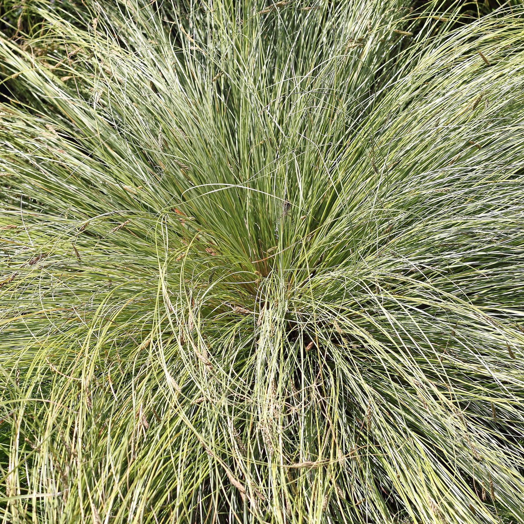 Carex comans frosted curls - Laîche Frosted Curls - Carex - Carex