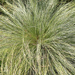 Carex comans frosted curls - Laîche Frosted Curls - Carex - Carex