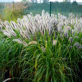 Stipa gigantea, Pennisetum alopecuroides,Rudbeckia fulgida,Achillea millefolium,Persicaria amplexicaulis  - 5 Vivaces pour massif champêtre - Collections de vivaces