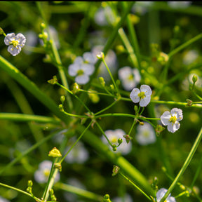 Vente Plantain d'eau - Alisma plantago-aquatica