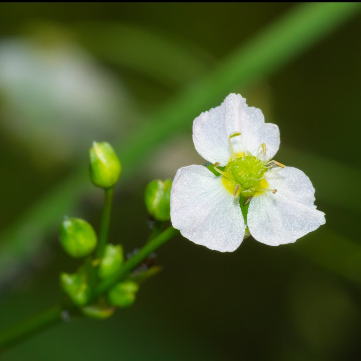Plantes de bassins - Plantain d'eau - Alisma plantago-aquatica