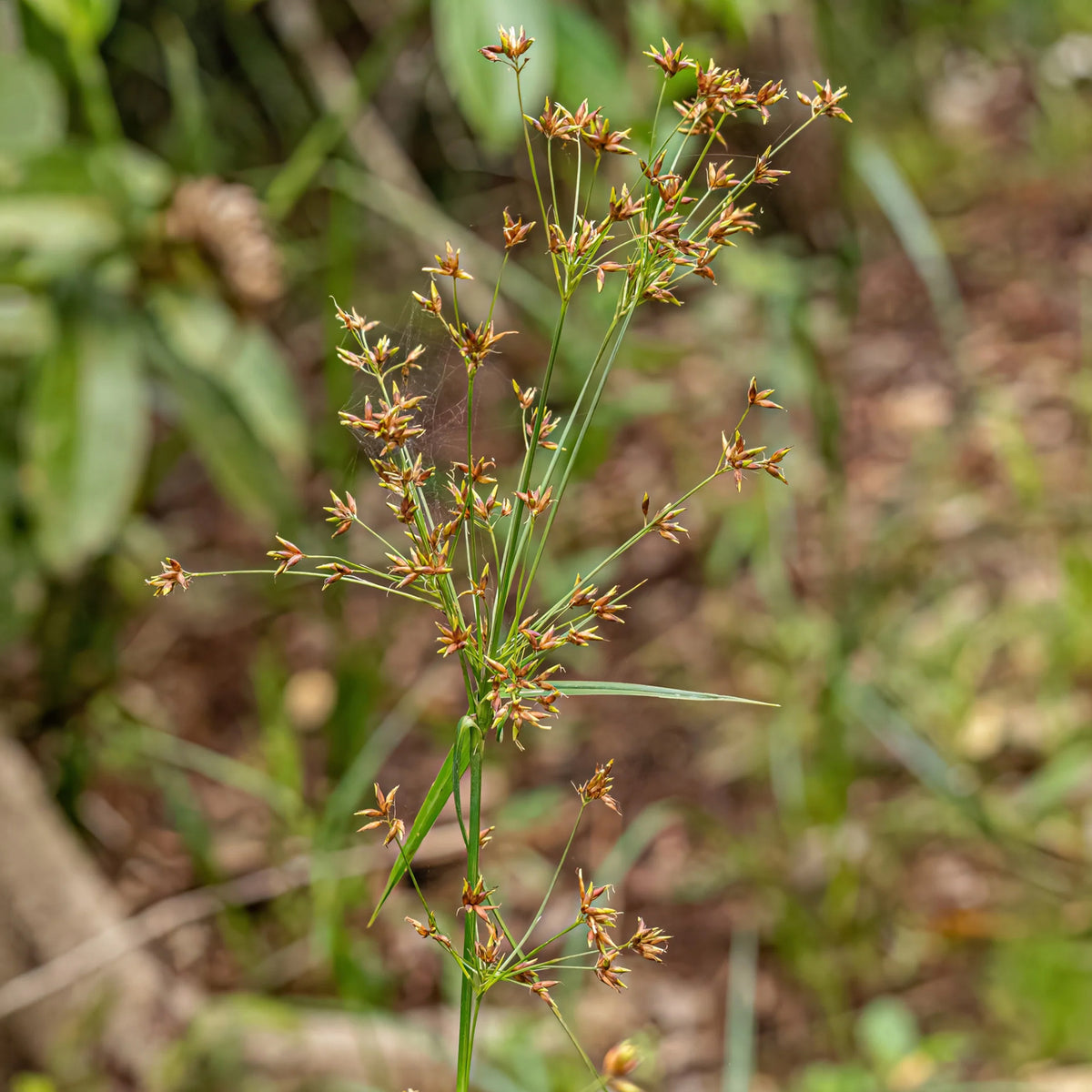 Souchet odorant - Cyperus longus - Willemse
