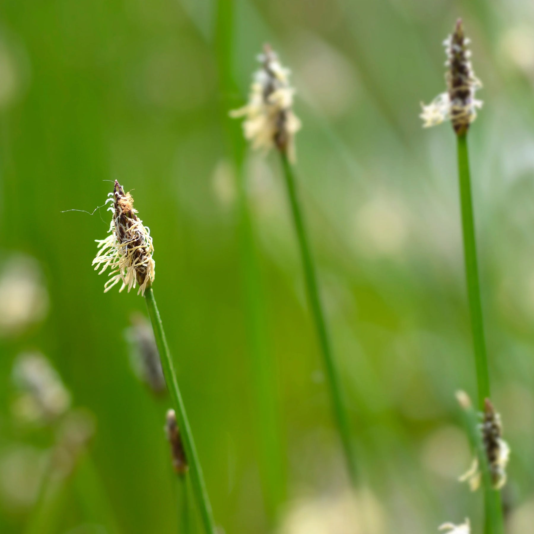 Eleocharis palustris - Eleocharis des marais - Plantes de berges