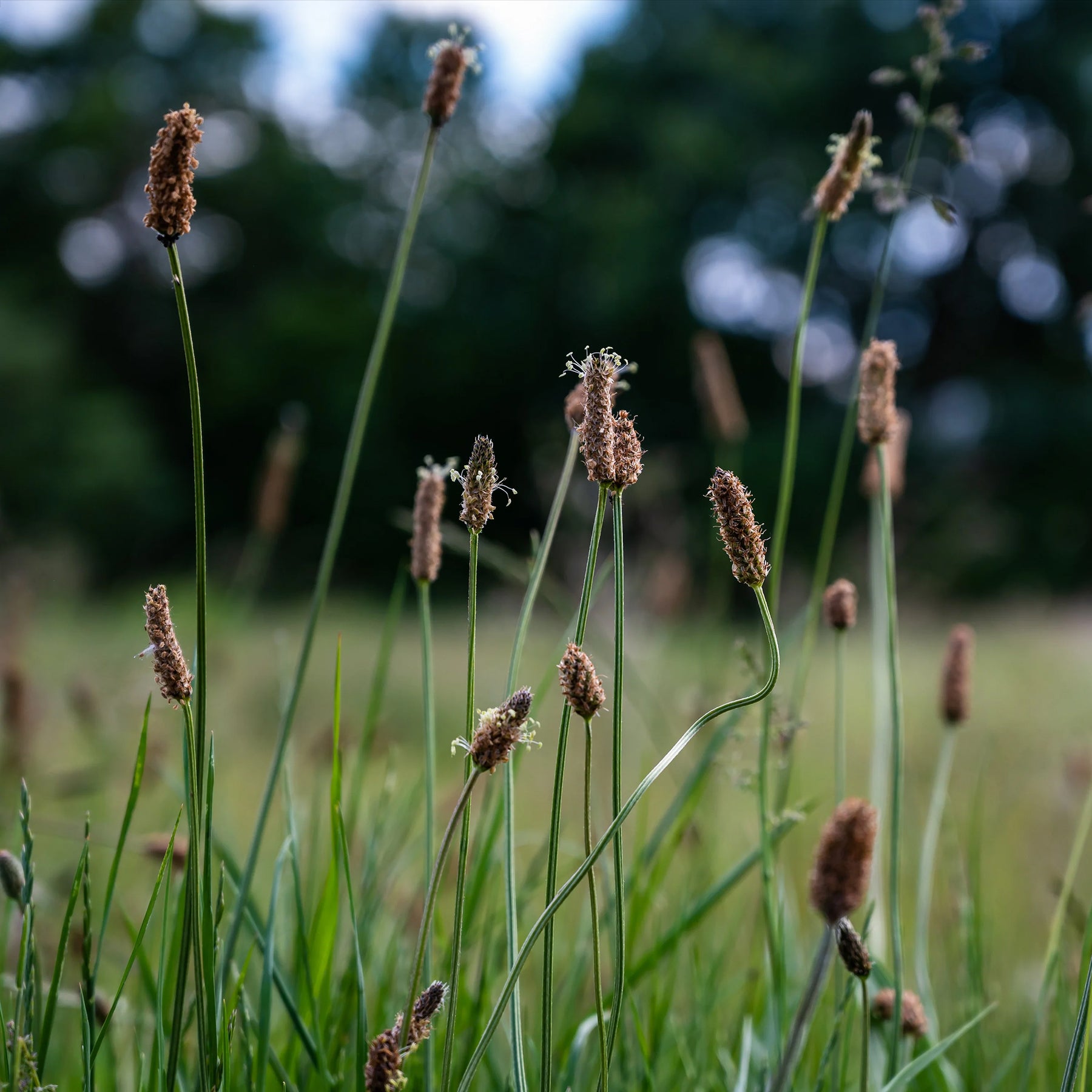 Eleocharis des marais - Willemse