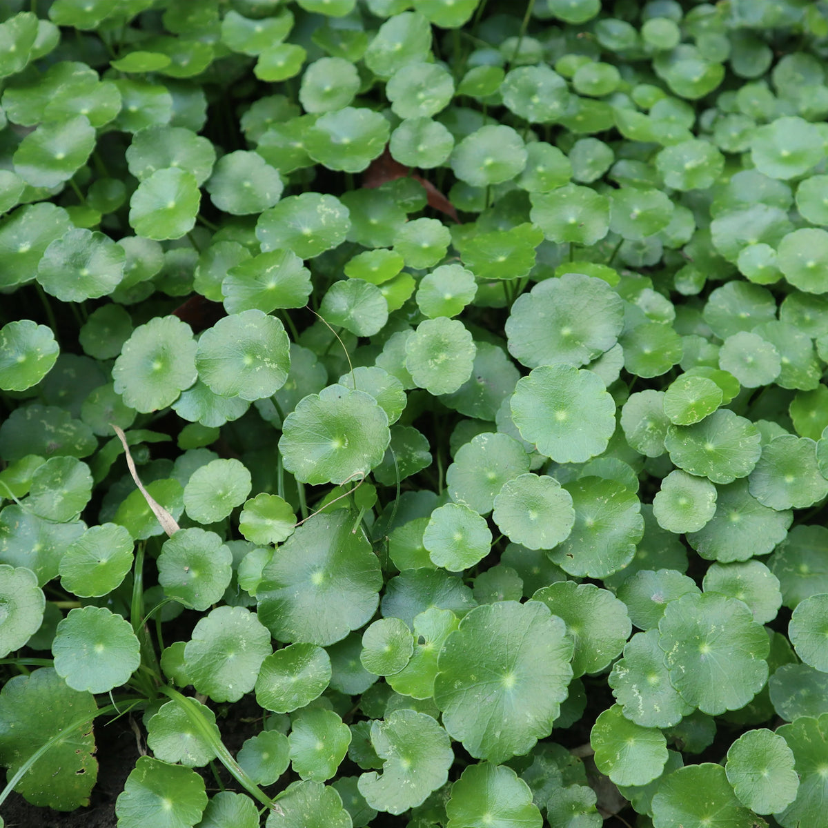 Ecuelle d'eau Herbe aux patagons - Willemse