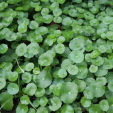 Ecuelle d'eau Herbe aux patagons - Willemse