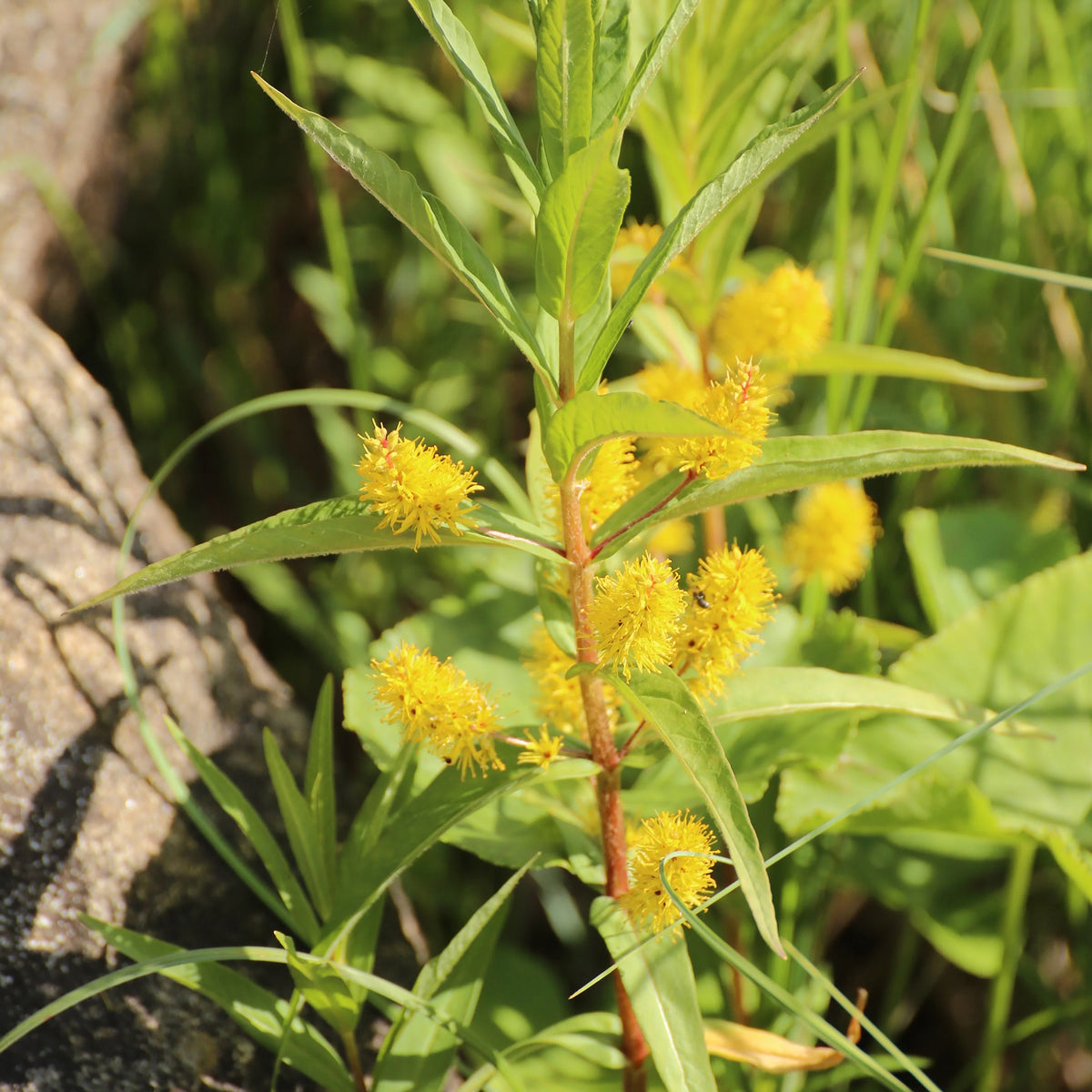 Lysimaque à fleurs en thyrse - Willemse