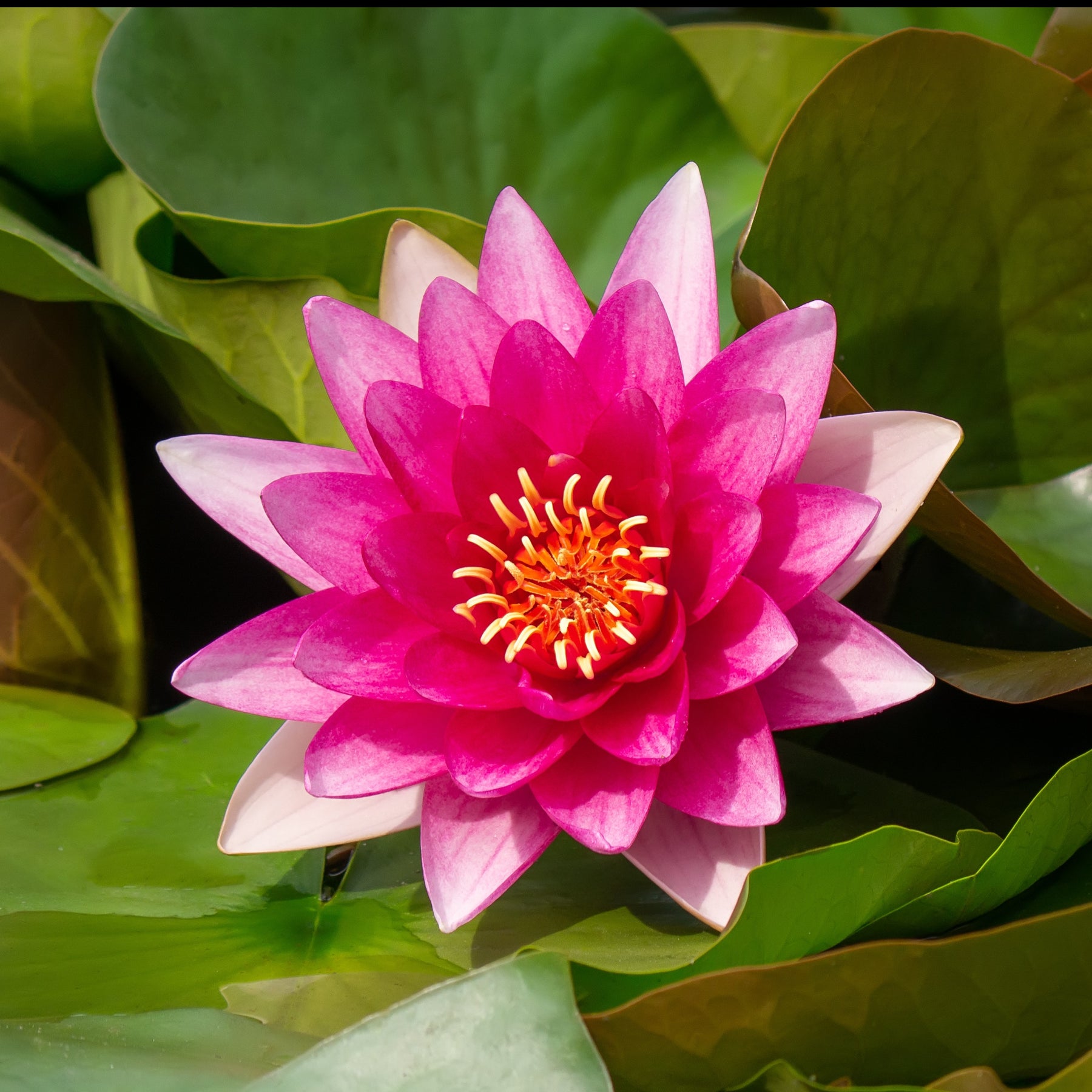 Nymphaea escarboucle - Nénuphar Escarboucle - Nénuphars