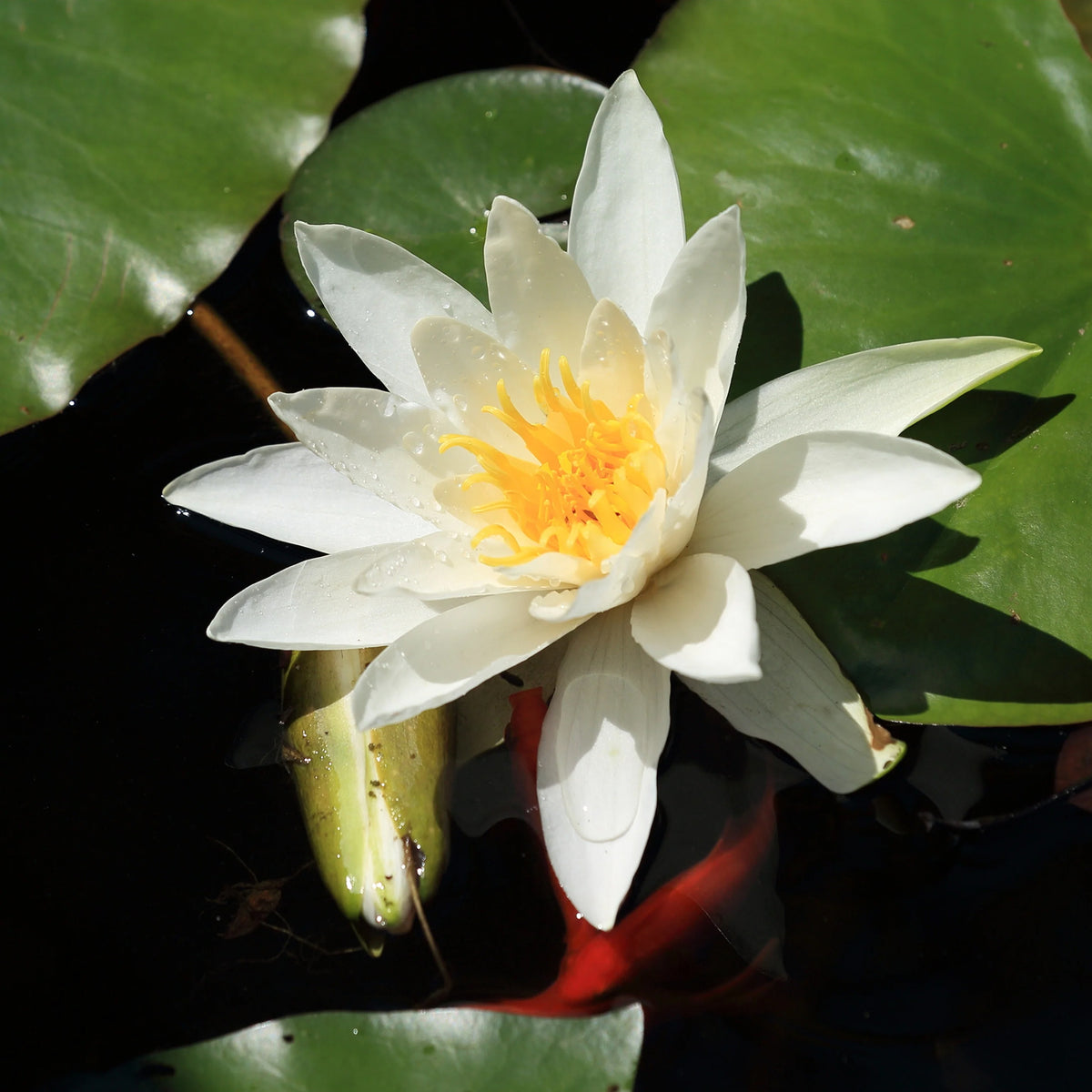Nénuphar Gladstoniana - Willemse